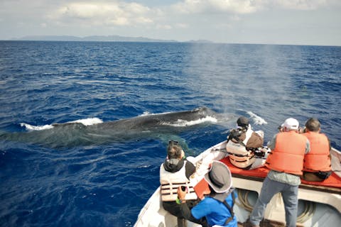 【沖縄・座間味島・ホエールウォッチング】水中と水上で座間味の海を堪能しよう！