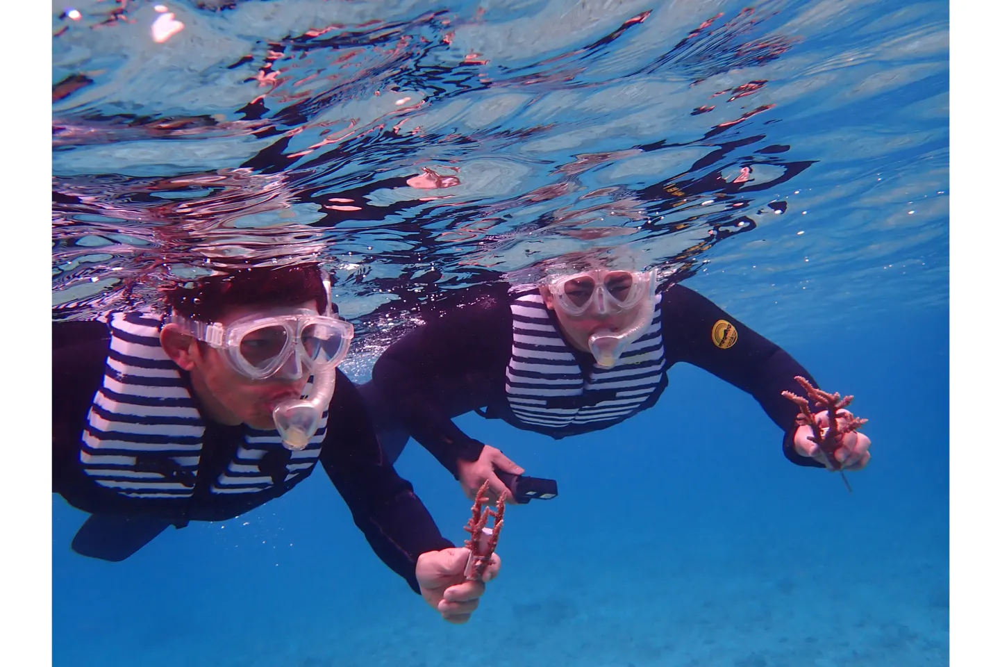 沖縄 恩納村 シュノーケリング サンゴを守ろう 苗作り 植付けシュノーケリング アソビュー