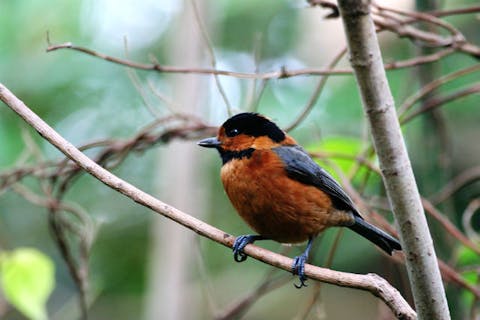 【三宅島・バードウォッチング】天然記念物を間近に観察！三宅島ならではの野鳥に遭遇