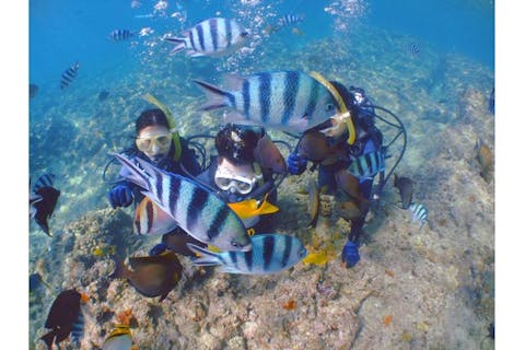 【沖縄県・恩納村・体験ダイビング】神秘的な世界に潜る！青の洞窟・体験ダイビングツアー