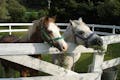 静岡県で乗馬を体験できます。初心者歓迎、気軽に馬とのふれあいを楽しめます。