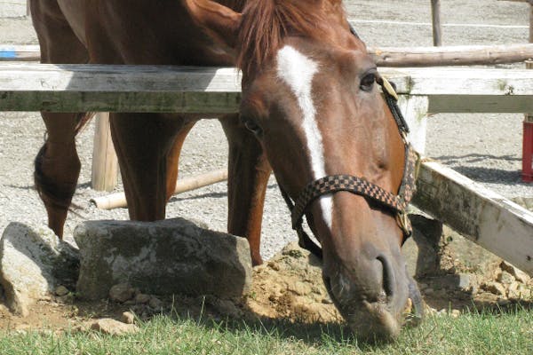 静岡県東伊豆・乗馬体験】天城の自然の中で馬と触れ合おう！約10分