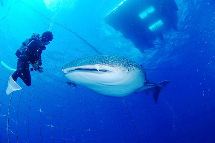 Diving Service ダイビングサービス ホワイトツリー ネット予約ならアソビュー Diving Service ダイビングサービス ホワイトツリー ネット予約ならアソビュー