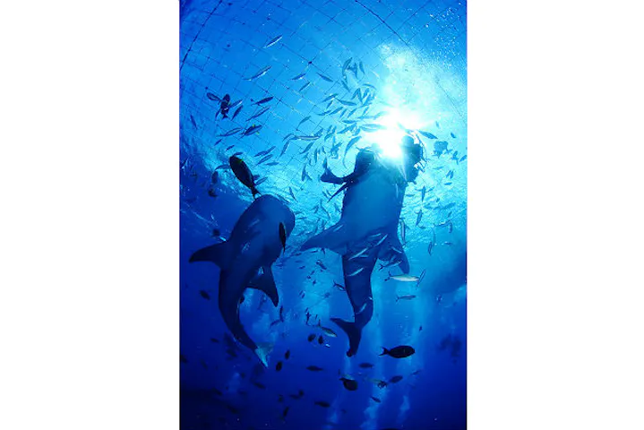 Diving Service ダイビングサービス ホワイトツリー ネット予約ならアソビュー