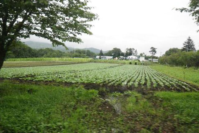 渡辺牧場の敷地内には大きな畑があり、おいしい有機野菜を栽培しています。
