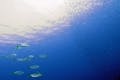 伊豆半島、井田の海でファンダイビング！タンク2本分のダイビングが楽しめます！自由に泳ぎましょう！