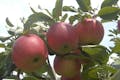 おいしいりんごを育てるため、土作りや栽培方法にとことんこだわっています。