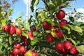 りんごを食べ比べてみると、それぞれの味の違いにびっくりしますよ。10月が最も種類が豊富になります。