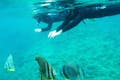 シュノーケリングは水面を浮くだけでOK！深く潜らなくても、たくさんの熱帯魚を見られますよ！