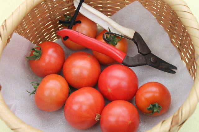 【大分県玖珠郡・トマト狩り】新鮮なトマトを採りに行こう！赤くて甘い、美味しい体験