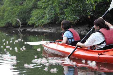 【西表島・カヌー・早朝ツアー】カヌーに乗って幻想的なサガリバナを見に行こう！