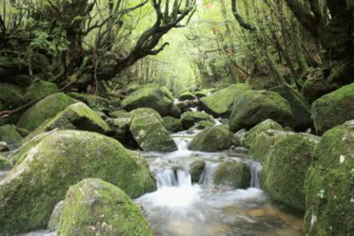 屋久島 エコツアー ジブリ映画の世界を体感 神秘的な白谷雲水峡bコース アソビュー