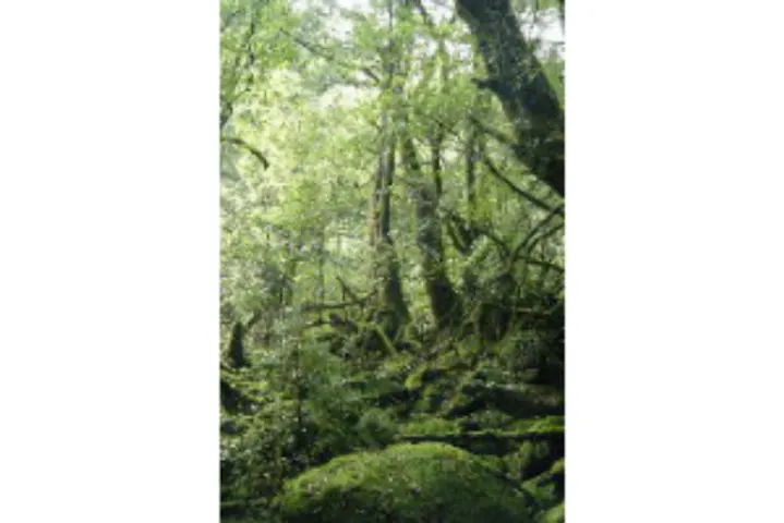 屋久島 エコツアー ジブリ映画の世界を体感 神秘的な白谷雲水峡bコース アソビュー