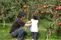広い敷地内にはりんご以外の果樹もあり、季節に合わせてさまざまな収穫体験ができます。