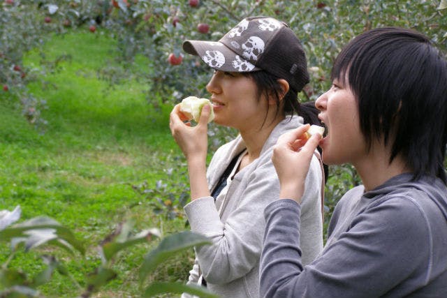 群馬県吾妻の観光農園「陣平農園」では、りんご狩りを楽しんでいただけます！