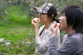 りんご狩りできる品種は50種類ほども！なじみのある品種に加え、あまり流通していない品種も味わえます。