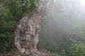縄文杉を見上げると、大きさに圧倒されます。雨に濡れ、霧に包まれた森はとても幻想です。
