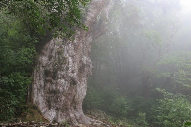 【屋久島・エコツアー】登山初級者向け！巨木を通り抜ける縄文杉トレッキング！