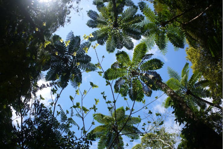 奄美大島 トレッキング トトロの葉っぱや青いカラスを見つけよう 森を味わいつくす3時間プラン アソビュー