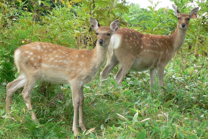 知床の案内人 Rise（ライズ）