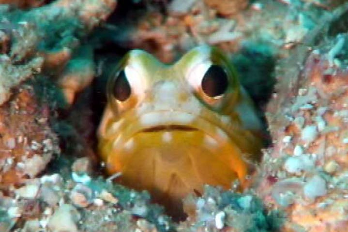 沖縄 体験ダイビング クマノミやサンゴ礁を見に行こう 沖縄本島の海でビーチダイビング アソビュー