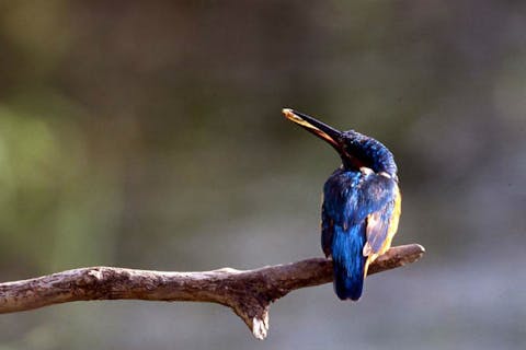 【北海道・美深町・ラフティング】のんびりラフティングで自然を楽しもう！キッズ歓迎の5kmコース