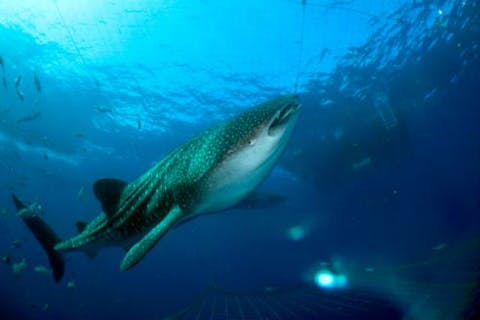 【沖縄本島・シュノーケリング】ジンベエザメ＆青の洞窟シュノーケルで贅沢体験！