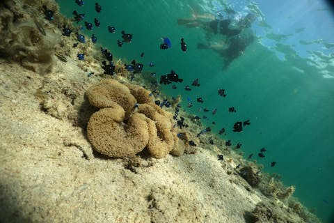 【 浜比嘉島 バナナボート 】13種類から選んで遊べる【遊び放題３時間プラン】