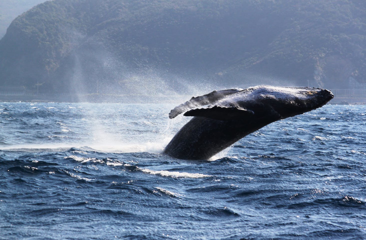 ネイティブシー奄美