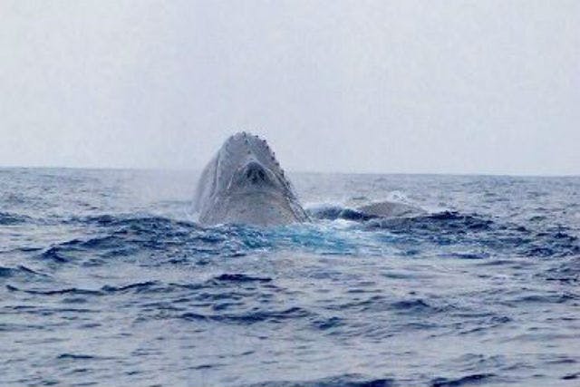 【奄美大島・ホエールウォッチング・半日】海の王者・ザトウクジラに会いに行こう