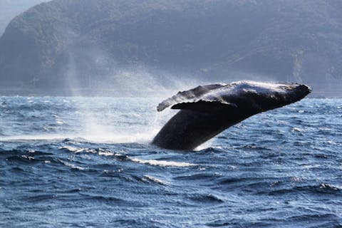 【奄美大島・ホエールウォッチング・半日】遭遇率95％以上！海の王者・ザトウクジラに会いに行こう！