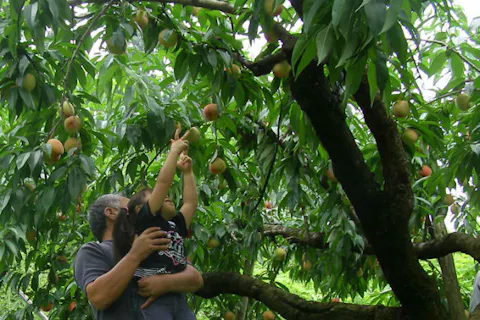 群馬 吾妻 桃狩り 食べ放題はゆっくり50分間 ジューシーな桃に大満足の桃狩り アソビュー