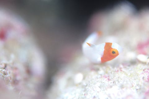 【宮古島・ダイビング】宮古島の海を楽しむ3ダイブ！ボートダイビング・ライセンス必須