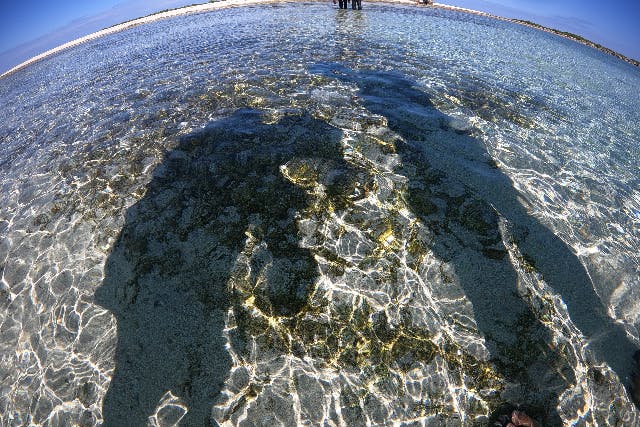 カイザーマリンクラブ (那覇市・首里 無人島ツアー)の「【沖縄・那覇発・慶良間開催・1日】アクティブ2＋シュノーケリング＋無人島上陸orホエールウォッチング｜ケラマブルーを遊びつくす！当日追加オプションより1,000円お得！ランチ・ドリンク・写真付き」の画像