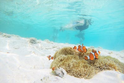 与論島 シュノーケリング 初心者やお子さまも安心 お魚いっぱいポイントでシュノーケリング アソビュー