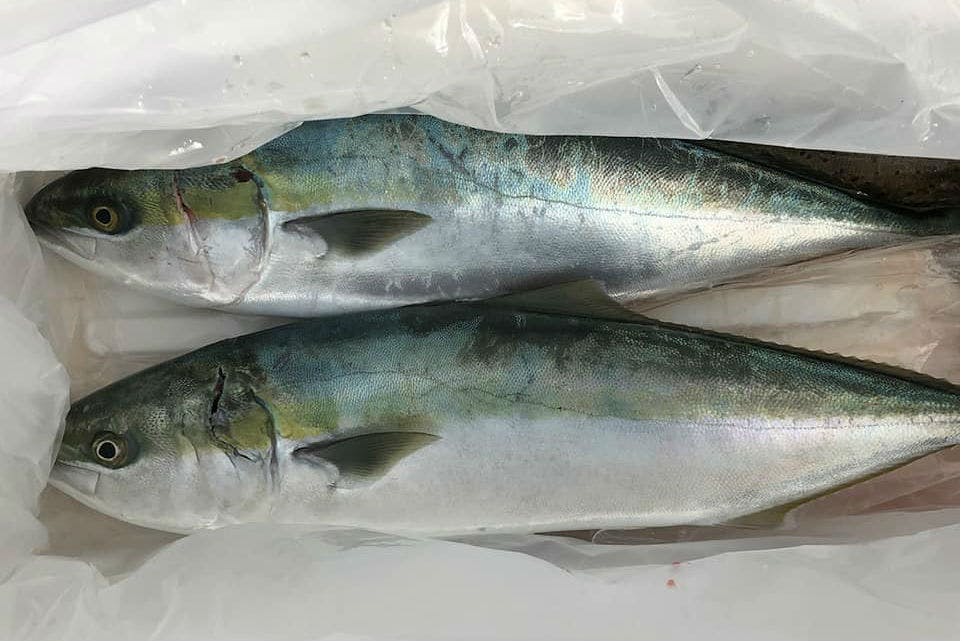 南知多 中物 釣り 中物を狙おう 手ぶらで海釣りを楽しめます アソビュー