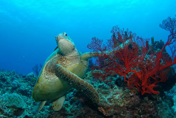 民宿 ダイブサービスぶるーまりん ネット予約ならアソビュー