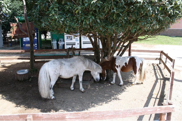 乗馬クラブクレイン伊奈は約100頭の馬を所有している、埼玉県でも最大級のクラブです。