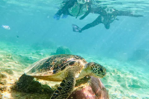 【沖縄・那覇・糸満】到着後すぐ、帰る日でも間に合う!ウミガメやカラフルな熱帯魚が楽しめるジョン万ビーチでシュノーケル!写真データ＆餌やり無料