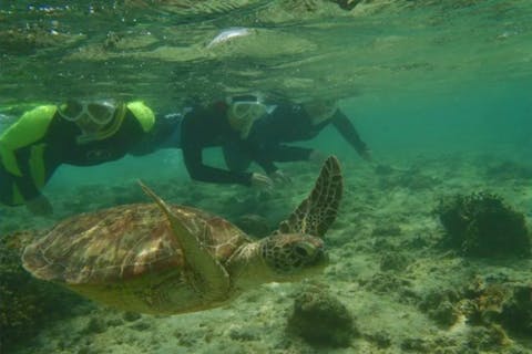 【沖縄・糸満・シュノーケリング】ウミガメや熱帯業に会えるシュノーケリングプラン！少人数制で初心者も安心＜大度浜海岸（ジョン万ビーチ）にて＞