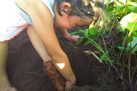 芋掘り 体験 一覧 日本最大の体験 遊び予約サイト アソビュー