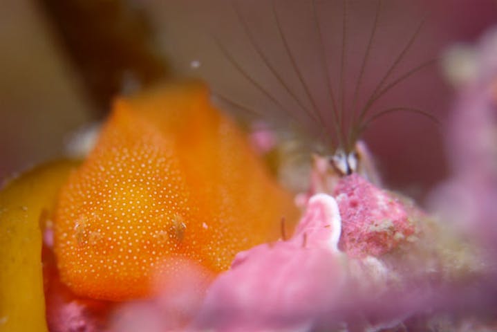 アリストダイバーズ南勢相賀浦店