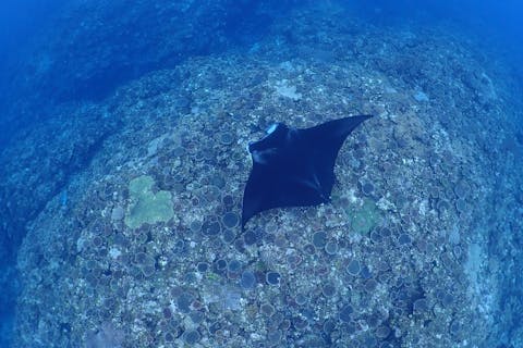 【石垣島/半日】】マンタ半日シュノーケリング《防水カメラレンタル無料》：マンタシュノー