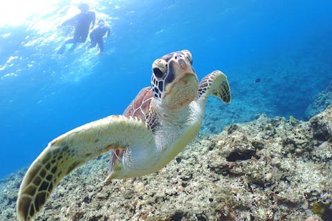 【石垣島・シュノーケリング】人気のウミガメと泳ごう！半日シュノーケリング｜水中カメラレンタル無料