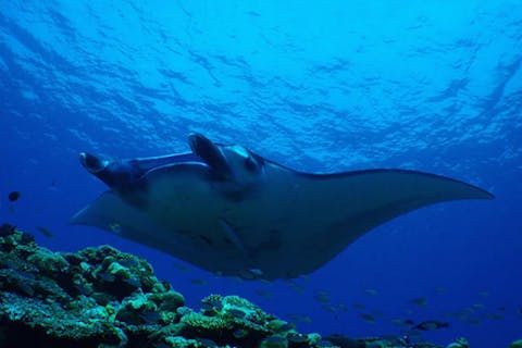 【石垣島・6.5時間・シュノーケリング】マンタとシュノーケルツアー！2ポイント・ランチ付き（MS）