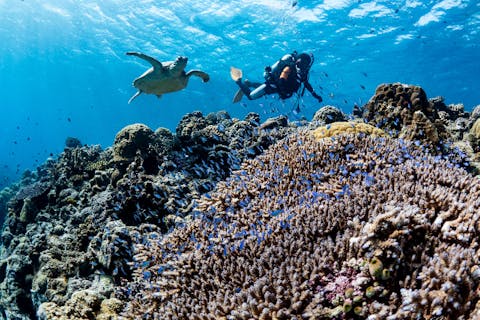 【那覇発｜慶良間シュノーケリング】ウミガメ高遭遇率★自社ボートで行く絶景3ポイント｜少人数制＆ガイド同行で初心者も安心｜写真無料｜1名様OK