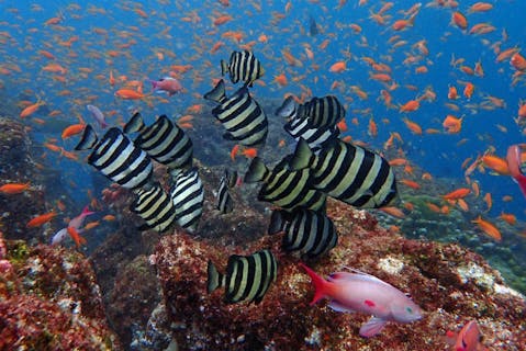 【静岡・西伊豆・体験ダイビング・1回】安心安全の、プライベート・マンツーマン体験ダイビング