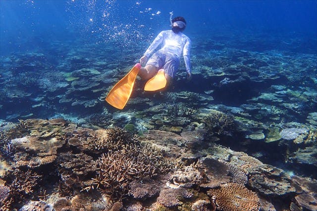 奄美大島 ボートスノーケリング 熱帯魚やサンゴ礁の美しい 世界を見に行こう 感動のボートスノーケリング体験 水中デジタルカメラ無料レンタル中 アソビュー