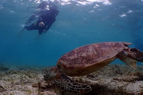 【奄美大島・シュノーケリング】憧れのウミガメと一緒に泳ごう！感動のウミガメシュノーケリング体験