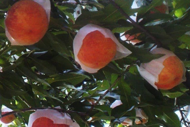 山梨県笛吹市にある岩田フルーツ農園では、お腹いっぱいおいしい果物狩りができます！